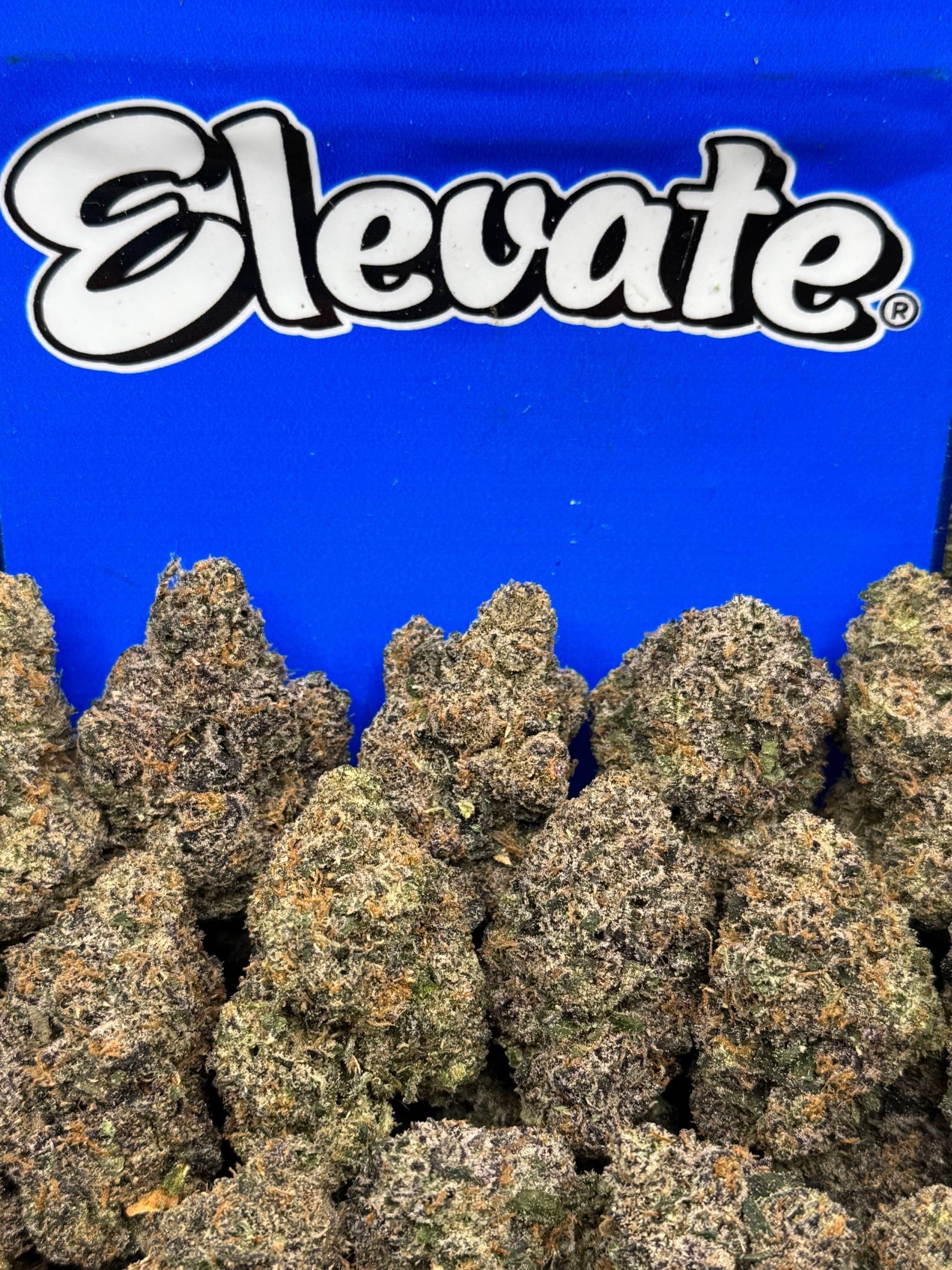 Blue Guava Purp