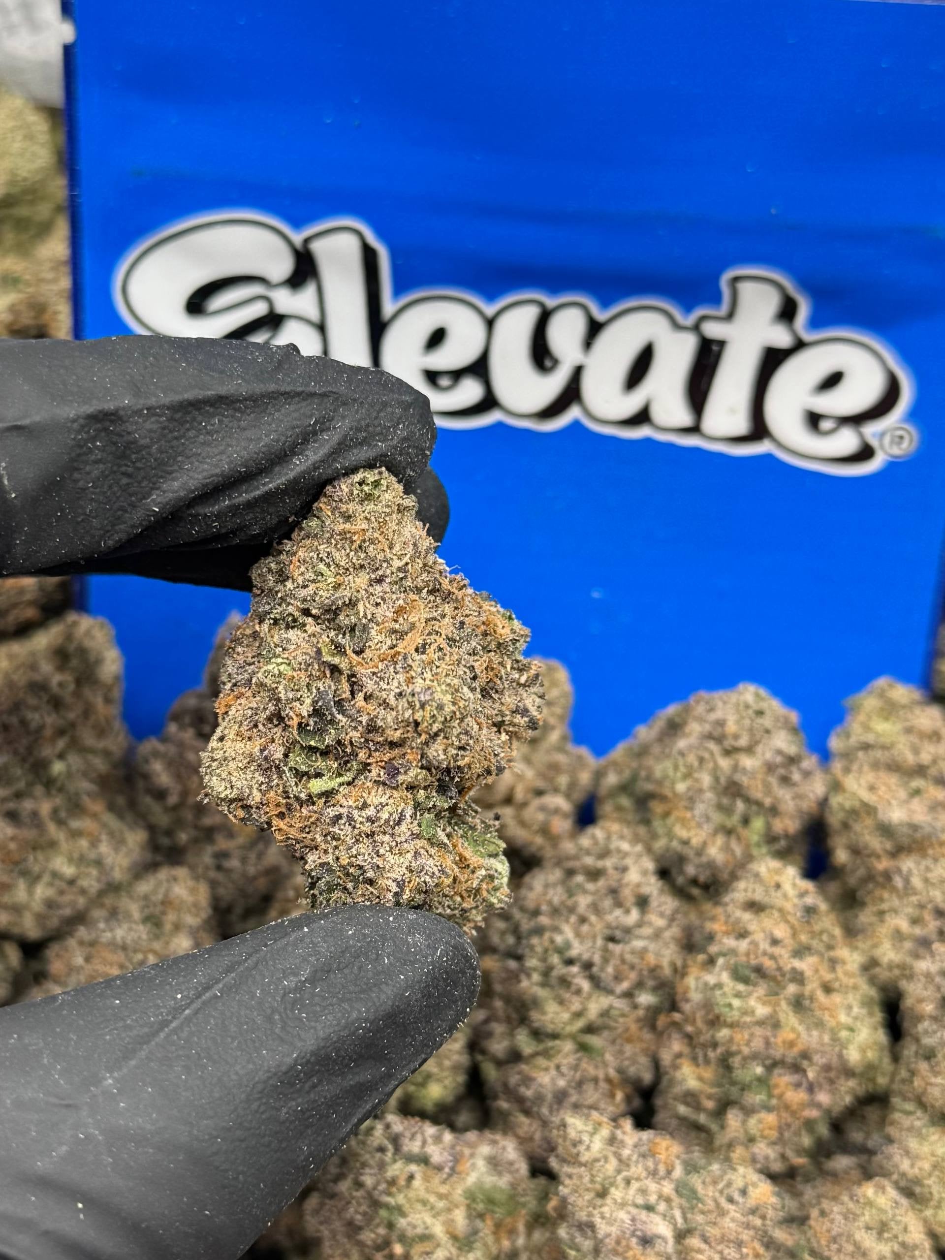 Blue Guava Purp